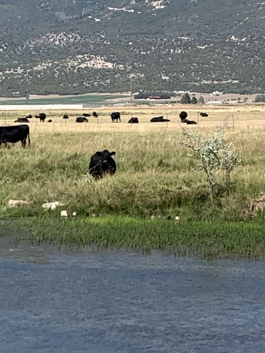 11 angus cow calf pairs 2 heifers