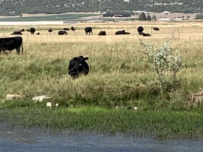11 angus cow calf pairs 2 heifers