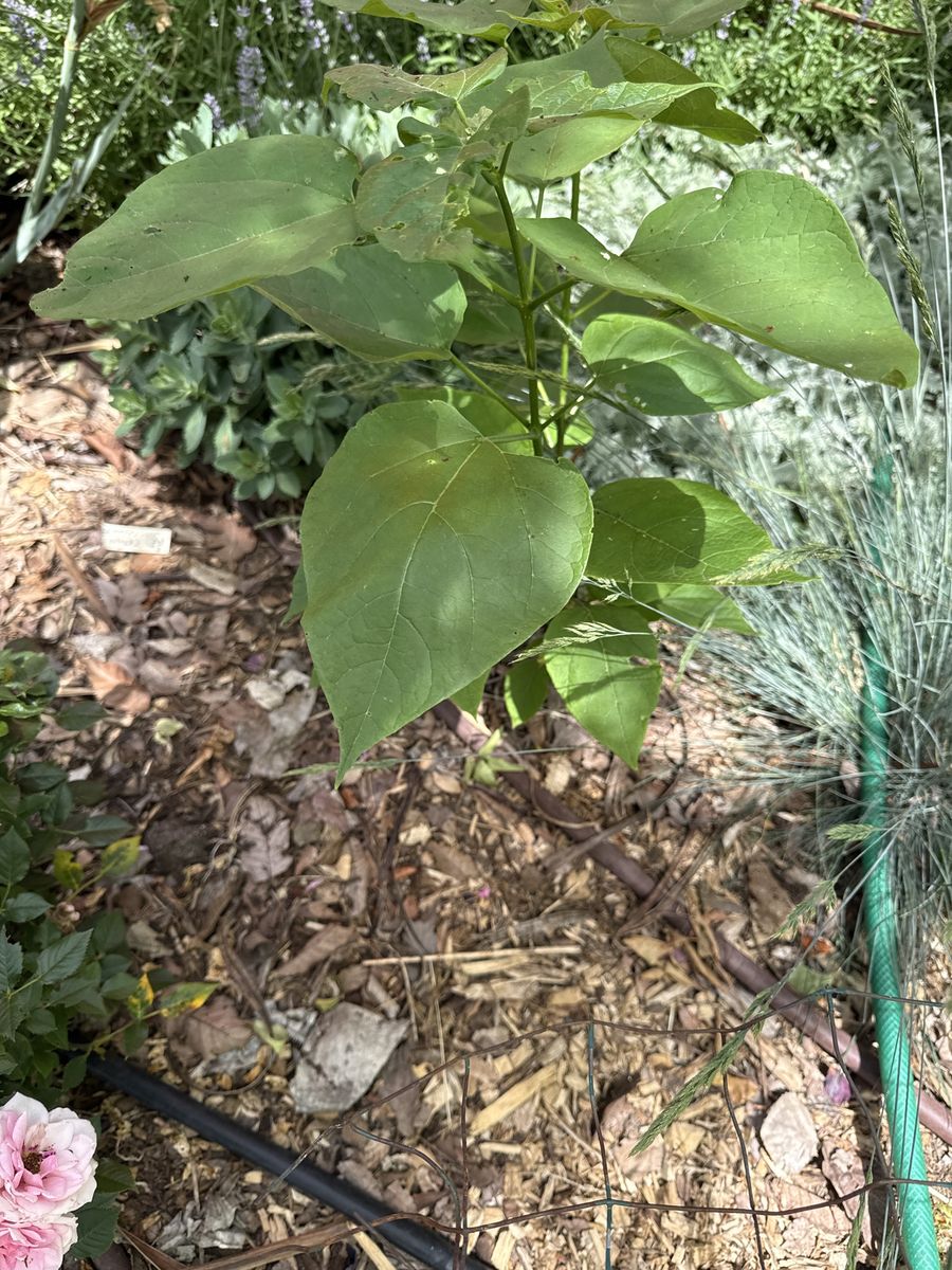 (Maybe free if perennials trade) golden catalpa tree, plum tree, gaura
