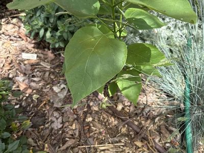 (Maybe free if perennials trade) golden catalpa tree, plum tree, gaura