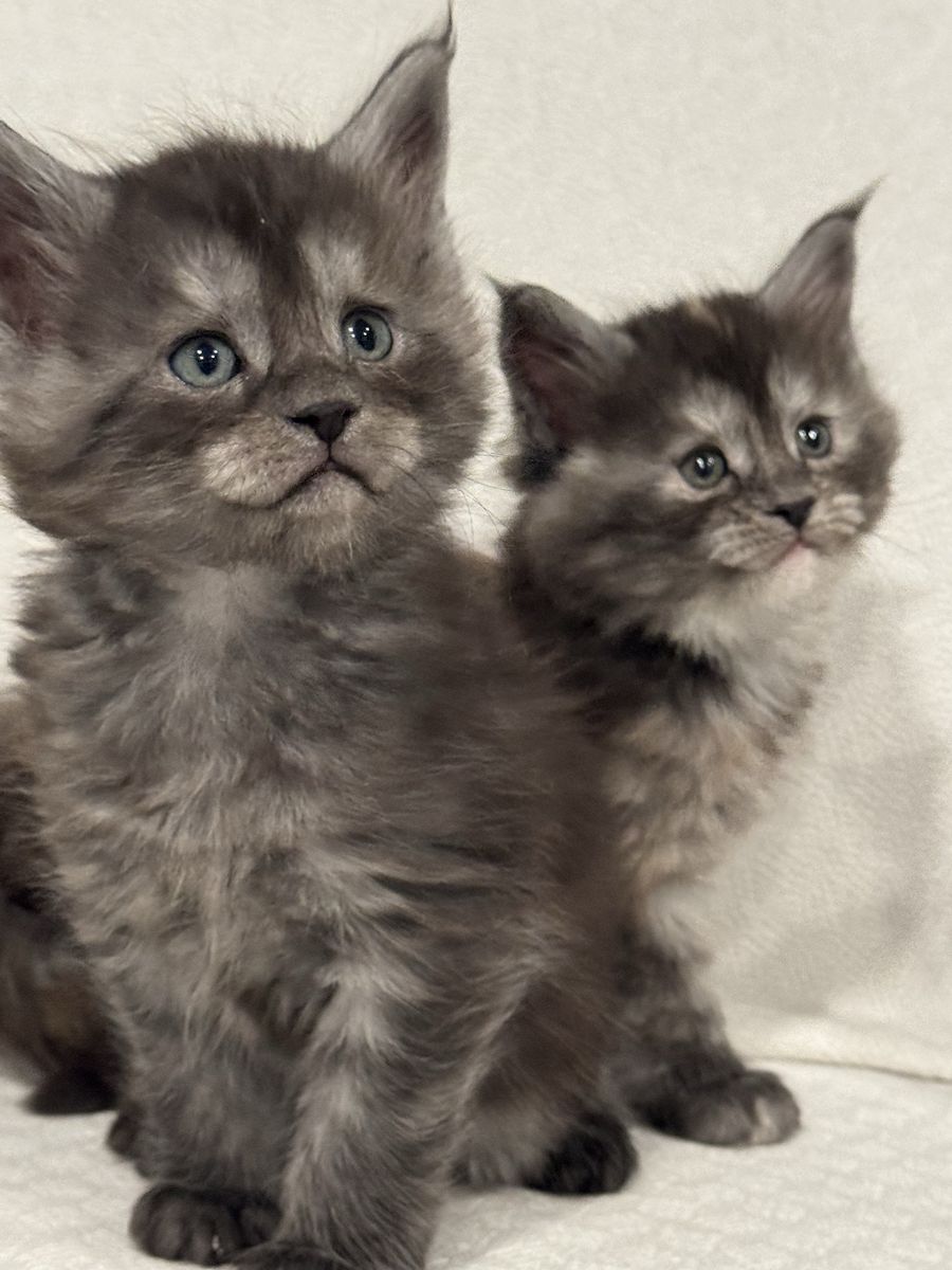 Mainecoon Kittens
