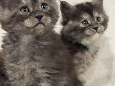 Mainecoon Kittens