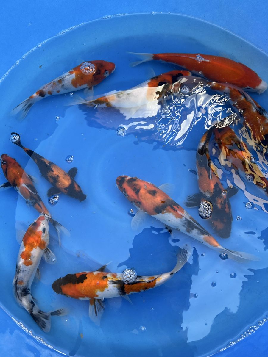 Japanese koi fish Isa Showa