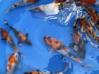 Japanese koi fish Isa Showa