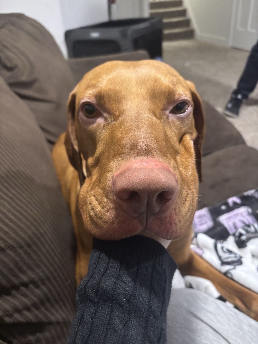 Free Vizsla For Sale!