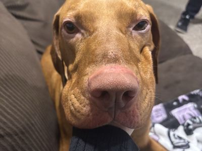 Free Vizsla For Sale!