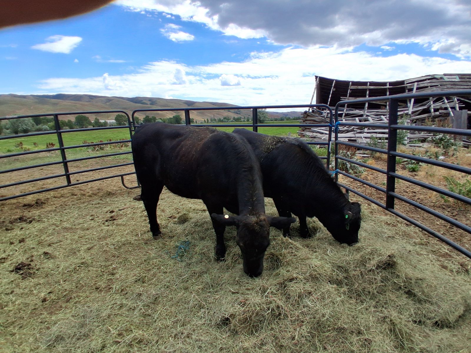 Angus Bred Heifers I