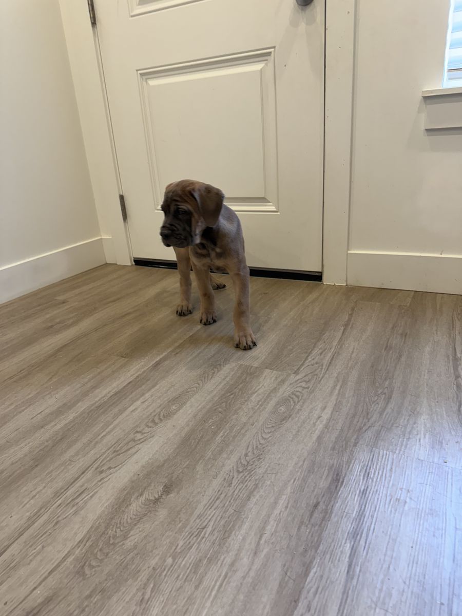 ICCF Cane Corso Puppies
