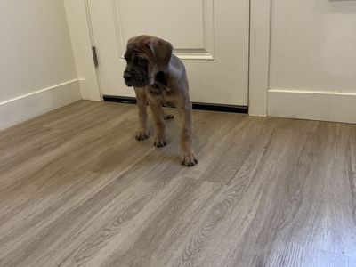 ICCF Cane Corso Puppies