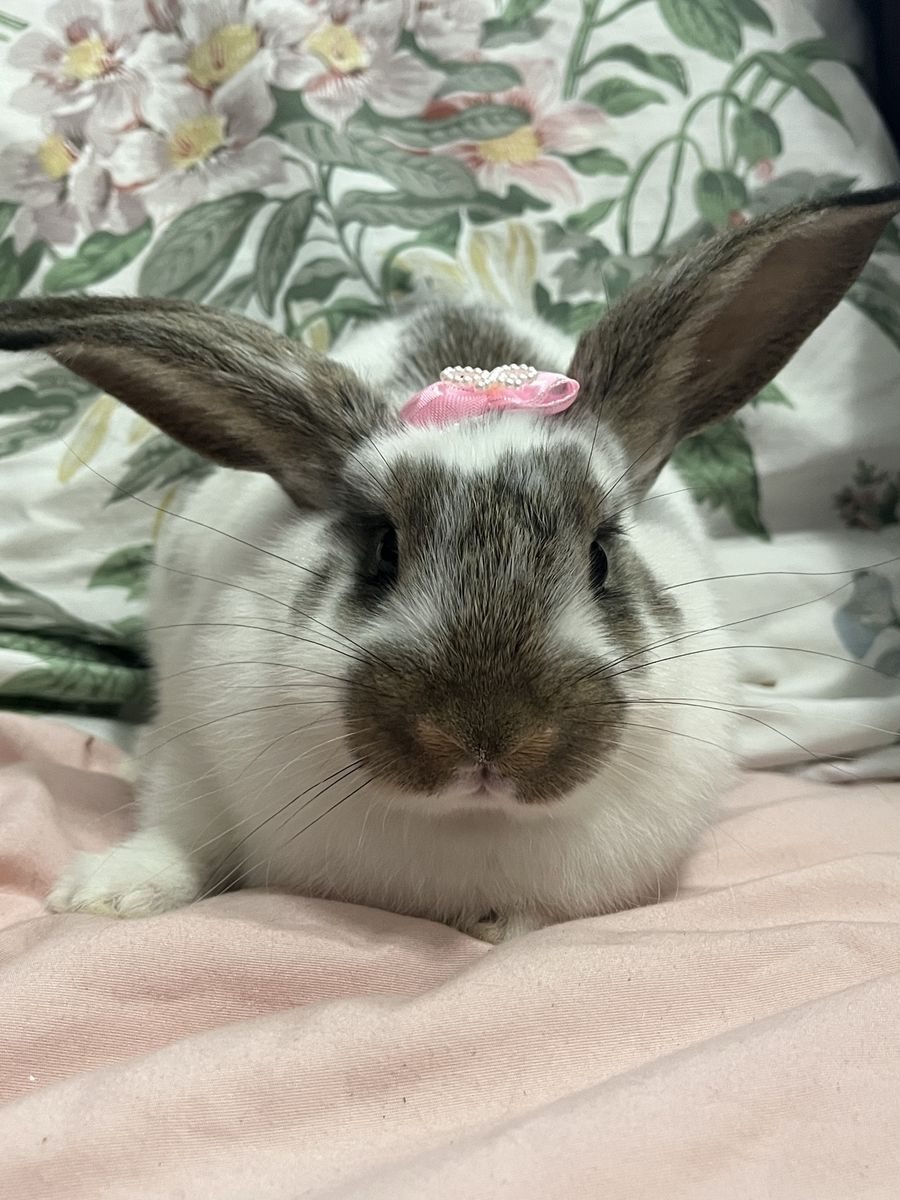 Sweetest Holland Lop Mix Girl