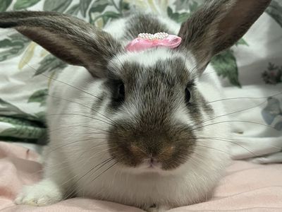 Sweetest Holland Lop Mix Girl