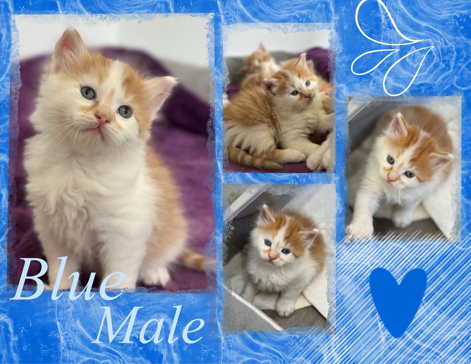Adorable Fluffy Orange and White Kittens