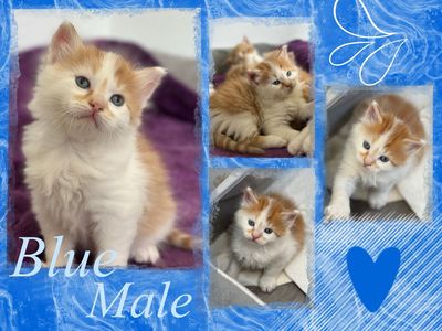 Adorable Fluffy Orange and White Kittens