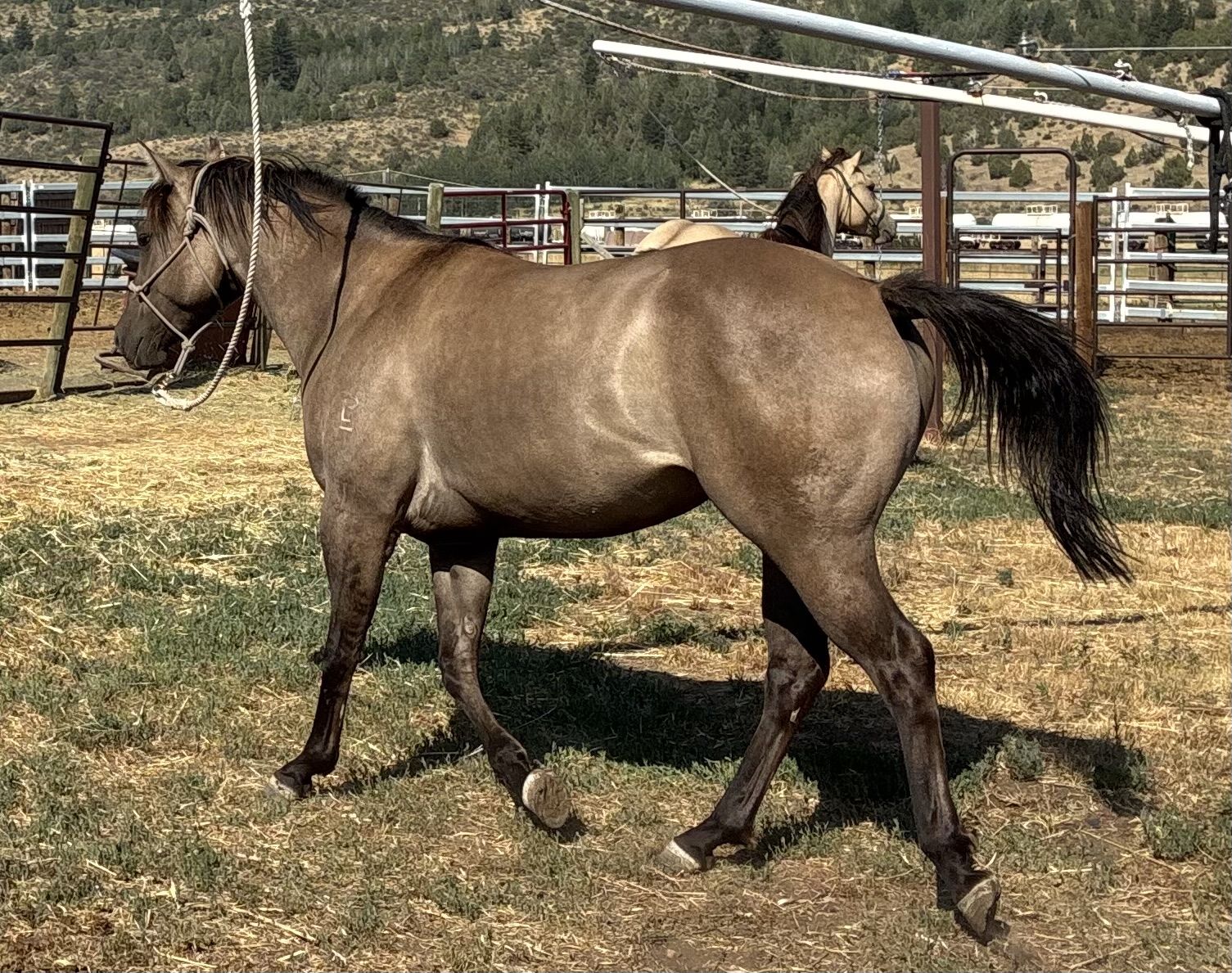 AQHA 2023 Smokey Grullo Mare