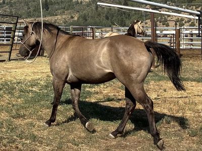 AQHA 2023 Smokey Grullo Mare