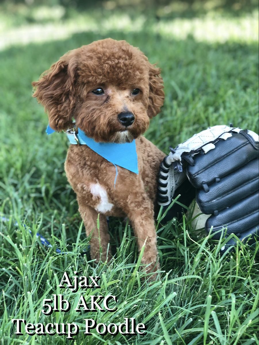 Ajax - 5 lb Red AKC Teacup Poodle Stud