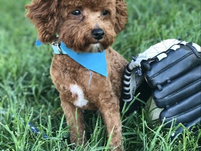 Ajax - 5 lb Red AKC Teacup Poodle Stud