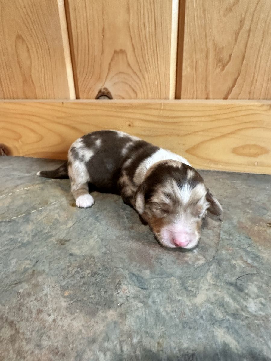 Long Hair Dachshund Puppies
