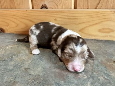 Long Hair Dachshund Puppies