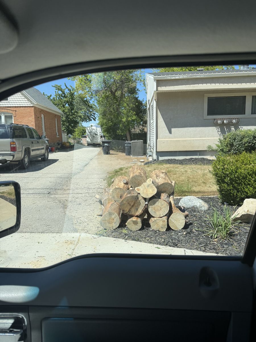 Free firewood dry pine