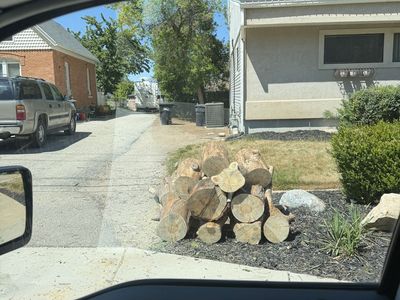 Free firewood dry pine