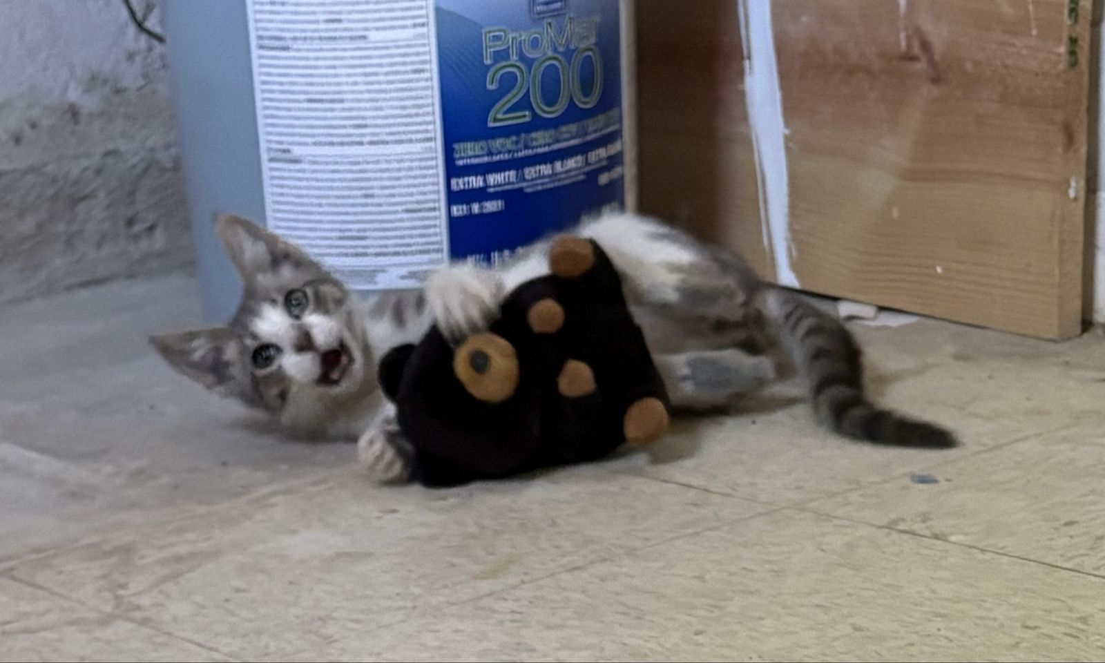 FREE Kitten