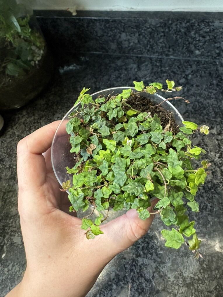 String Of Frogs terrarium Plant