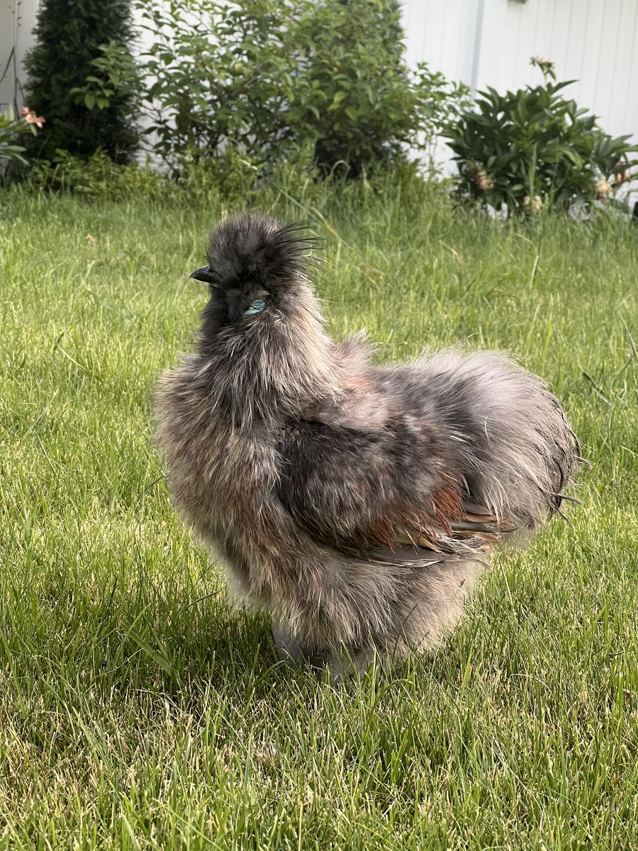 Silkie Rooster needs a home