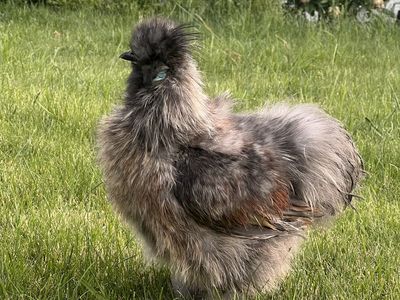 Silkie Rooster needs a home
