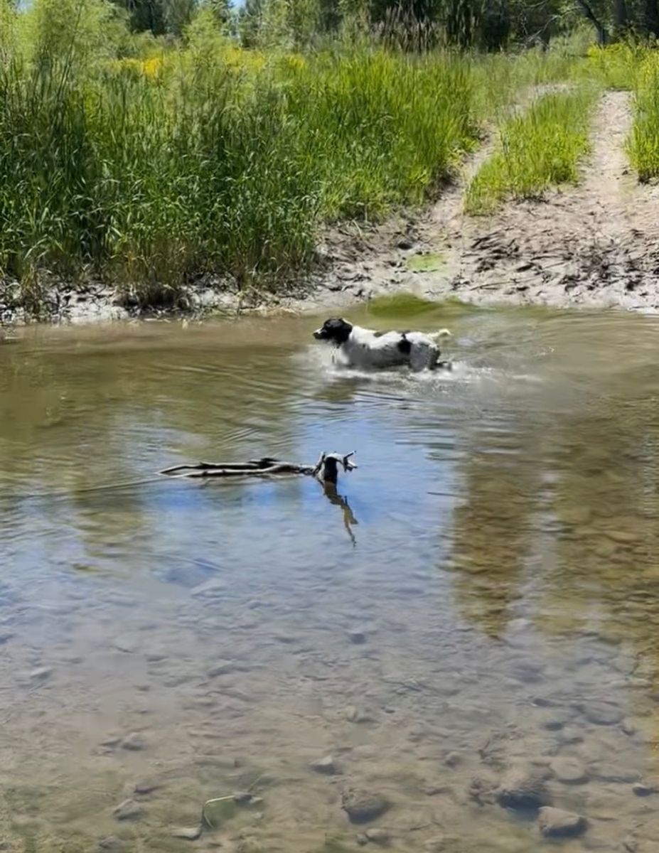 Looking to rehome our bird dog!