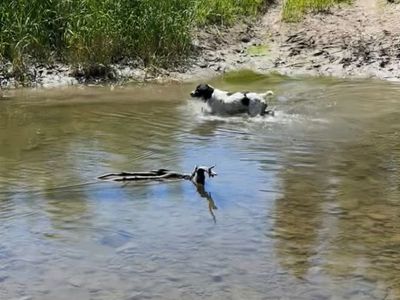 Looking to rehome our bird dog!