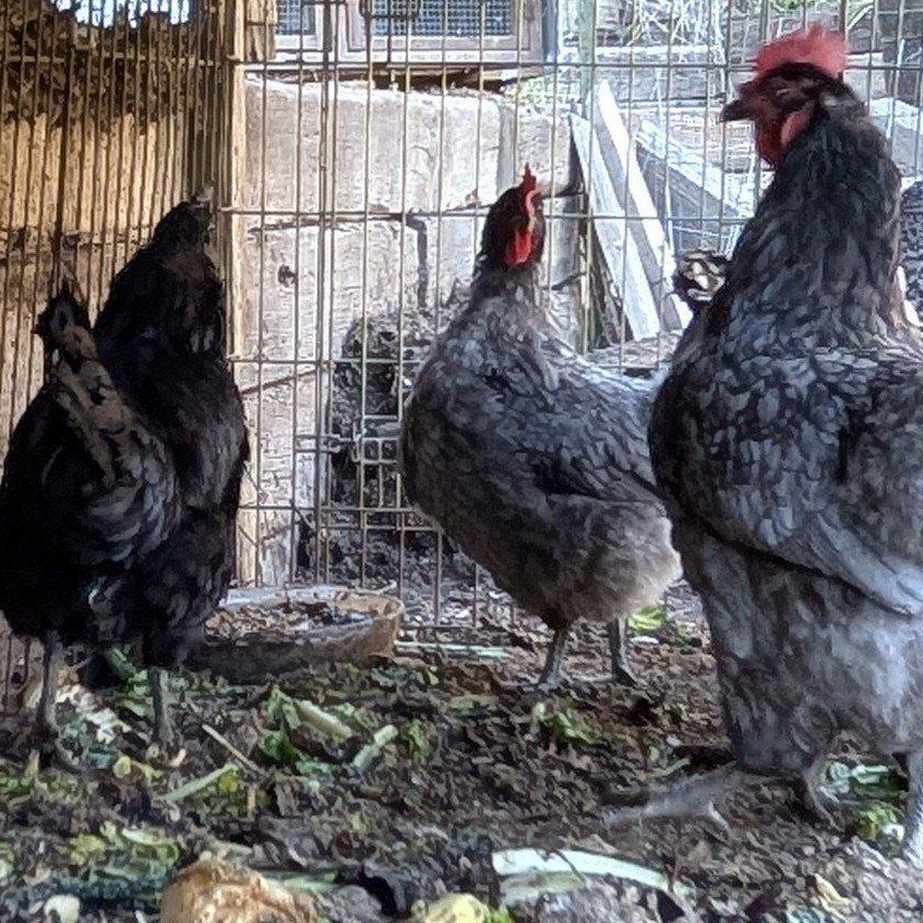 Young excellent layer hens
