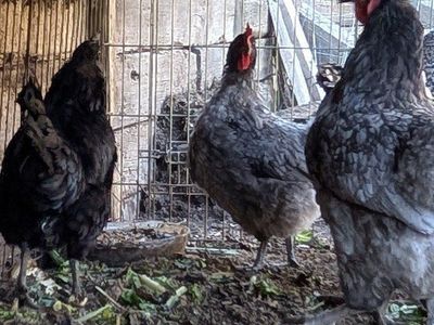 Young excellent layer hens
