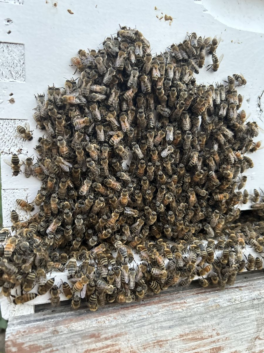 Bees, beehives, honey