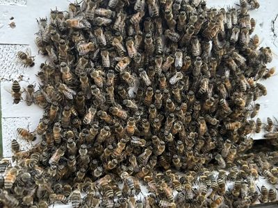 Bees, beehives, honey