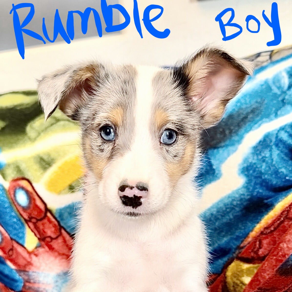 NO BARK Hypoallergenic Blue-Eyed Basenji Pups!