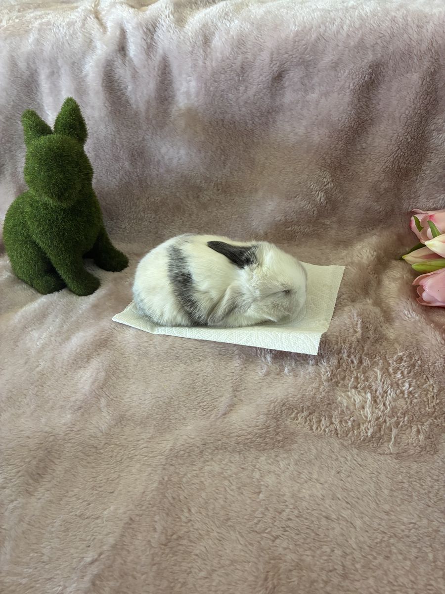 Holland lop