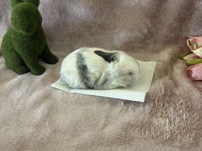 Holland lop
