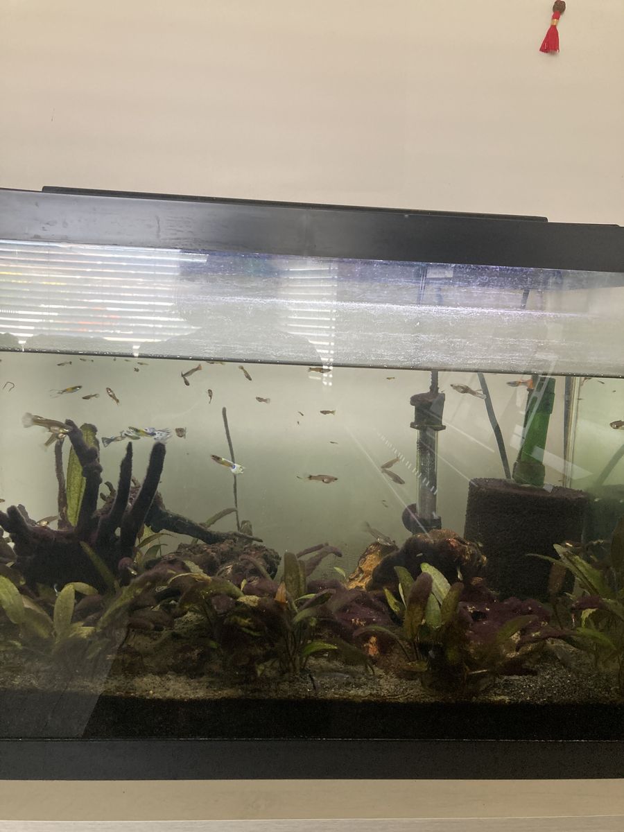 Guppy