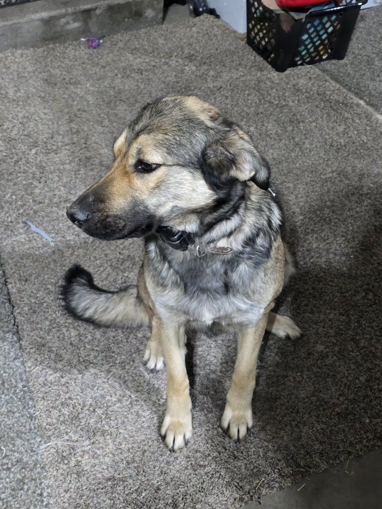 Belgian Malinois Mix needs a new home