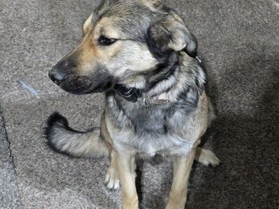 Belgian Malinois Mix needs a new home