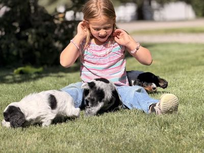 Field Bred English Cocker Spaniels