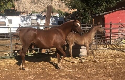 Purebred Arabian weanling colt