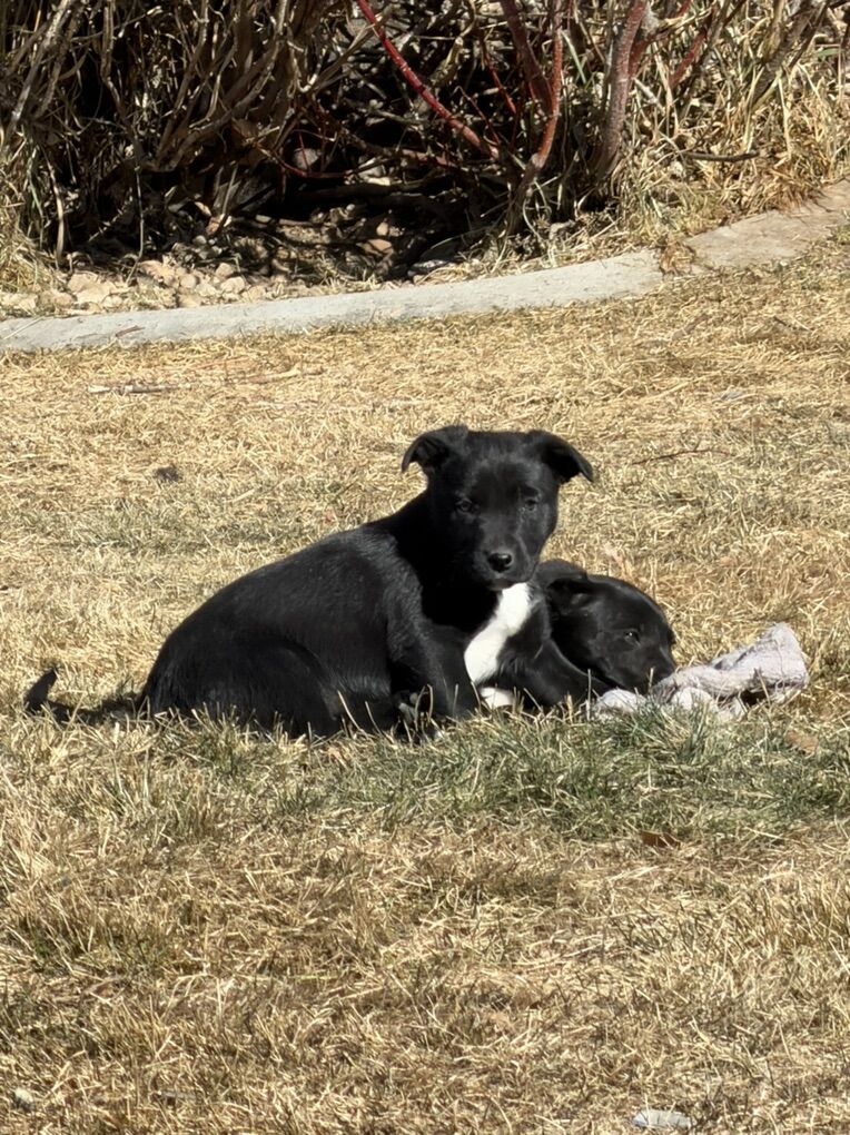 Boarder Collie/blue Lacy