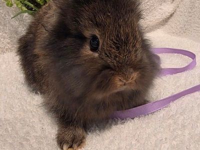 Adorable lionhead dwarf bunny
