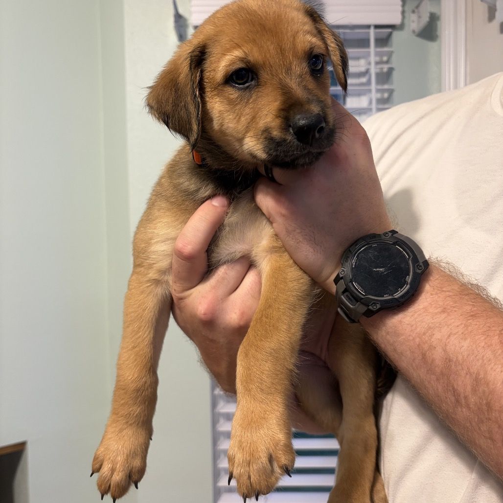 Hello my name is Alex (orange)