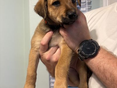 Hello my name is Alex (orange)