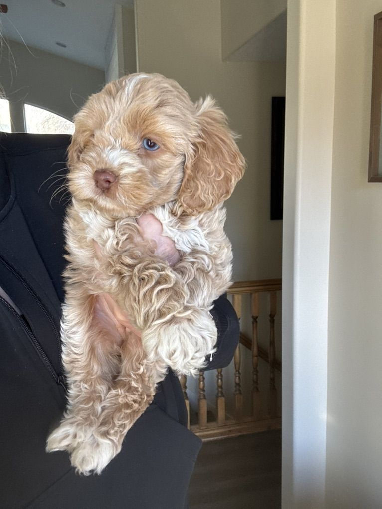 Blue Eyed Cockapoo