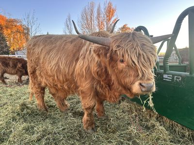 Highland Bull