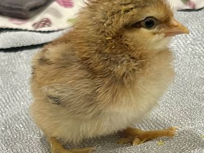 Rare AUTOSEX Bielefelder chicks